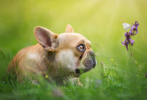 Bulldog, small, dog