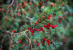 , ,  , taxus baccata