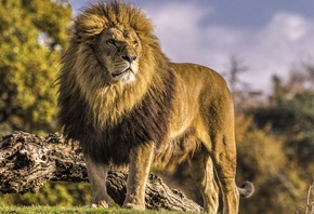 Лев, хищник, Lion