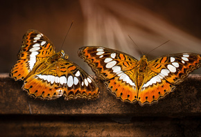 , , Moduza procris, butterfly, , 