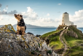 природа, пейзаж, Уэльс, море, скалы, камни, маяк, животное, собака, пёс