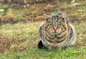 American Shorthair Cat, bokeh, blue eyes, domestic cats, close-up, pets, ca ...