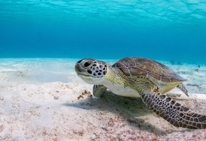 черепаха, подводный мир, морская черепаха, на дне