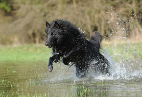 , Belgian shepherd, , , , 