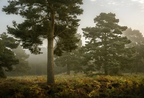 �������, �����, �������, �����, �����, ����, �����