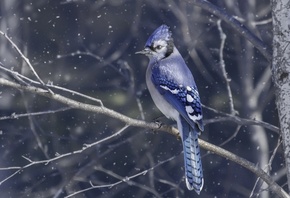 голубая сойка, ветка, снег, зима