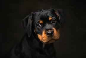 , , , frelka, background, dog, puppy, rottweiler