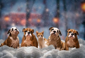 животные, собаки, бульдог, котёнок, зима, снег