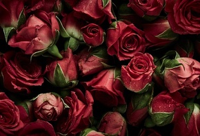 , flowers, red, , , , natural, roses, fresh, background, 