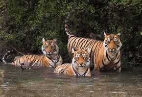 Животные, тигр