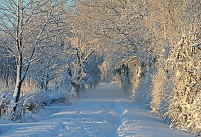 природа, пейзаж, зима, деревья, снег, аллея, тропинка