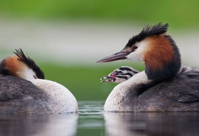 ��������, �����, �������