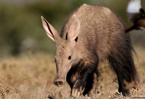 ��������, ���������