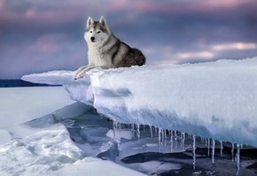 животное, собака, пёс, хаски, природа, зима, снег, льдина, лёд, сосульки