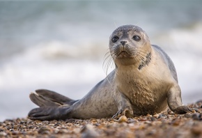 ������, �����, ��������