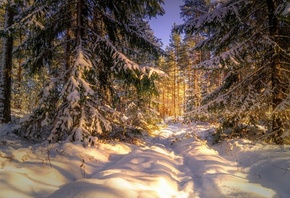 природа, зима, снег, лес, деревья, ели, тропинка, закат