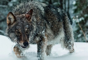 ��������, ������, ����, ������, �������, ����, ����