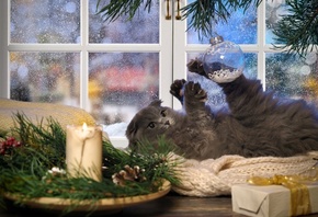 животное, котёнок, детёныш, ветки, ель, ёлка, игрушка, шар, праздник, новый год, рождество, композиция