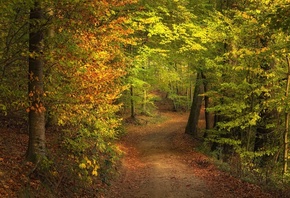 природа, пейзаж, осень, лес, парк, деревья, дорожка, аллея