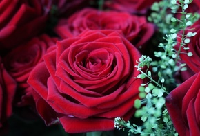 цветок, лепесток, цветение, Роза, Красный, Красная роза