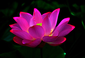 Lotus, , 