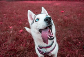 Siberian, Husky, , , 