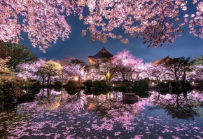 Япония, сакура, ночь, пруд, храм, сад