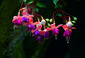 , , , Fuchsia gracilis, , 