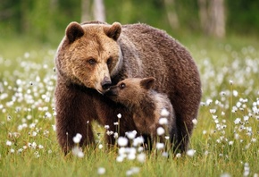 животные, хищники, медведи, медведица, медвежонок, детёныш, бурые, природа, лес, трава, цветы