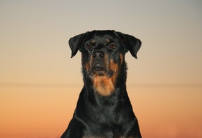 вечер, собака, ротвейлер вечер, собака, ротвейлер