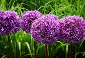 ,  , Decorative onion Allium