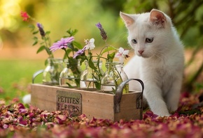 животное, котёнок, детёныш, природа, лето, ящик, бутылки, цветы