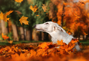 осень, листья, природа, парк, животное, собака, голова, листопад, пёс, борзая