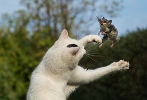 �����, ���, �����