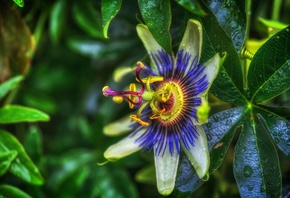 , , Passiflora, Purple, Passion Flower, , 