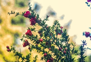 ������� �����, �����, ��������, �����