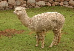 ��������, ����