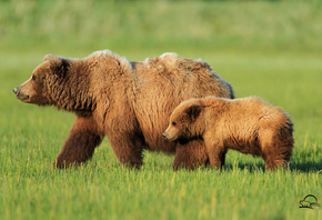 животные, хищники, медведи, медведица, медвежонок, детёныш, природа, трава