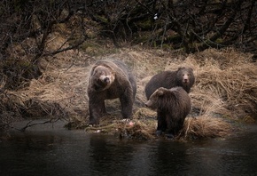 животные, хищники, медведи, медведица, медвежата, детёныши, три медведя, природа, река, вода, трава, осень