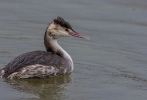 ��������, �����, �������