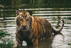 Тигр, зверь, Животные
