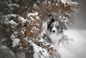 животное, собака, пёс, бордер-колли, морда, природа, зима, снег, ветки