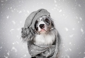 животное, собака, пёс, бордер-колли, шапка, шарф, взгляд, зима, снег