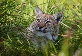 ����, ������, �����, ��������, �����