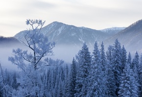 Канас, зимой, деревья, снег, пейзаж, природа, Китай