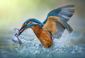 Roberto Aldrovandi,  , , , , , , 