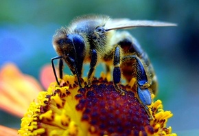 пчела, крупный план, макро