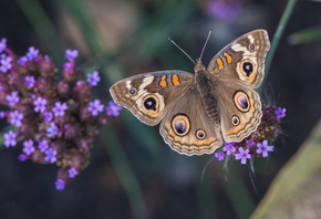 , , Common Buckeye, , 