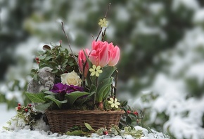 природа, весна, снег, корзинка, цветы, тюльпаны, роза, примула, ангел