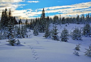 , , , , , Sky, Winter, Snow, Norway, Trees, Vest ...